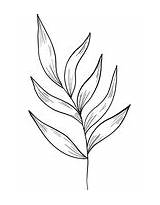 Eucalyptus Leaves sketch template