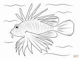 Lionfish Coloring Pages Drawing Fish Easy Cartoon Lion Draw Drawings Outline Printable Step Sketch Coral Reef Tang Yellow Colouring Animal sketch template