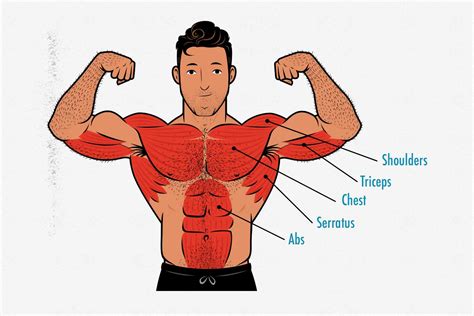 skinny guys guide  bodyweight hypertrophy workouts