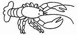 Lobster Animals Coloring Homard Printable Pages Kb sketch template