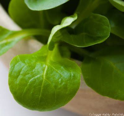 lettuce ten healthy greens   vegan recipe