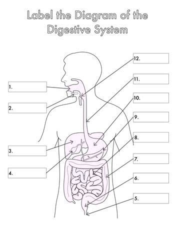digestive system diagram  labels unique  human biology diagrams  label heart lungs