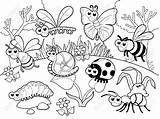 Insects Insectos Fichas Colouring Relacionar sketch template