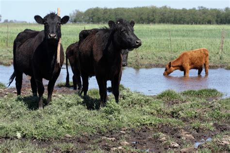 fda recommends farmers avoid  antibiotics  livestock