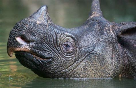 natural disasters threaten    javan rhinos  extinction