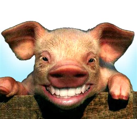 à¸Ÿà¸±à¸™à¸™à¸µà¹ˆà¹€à¸­à¸ª à¸à¸£à¸°à¸ˆà¸ 8 à¸«à¸™à¹‰à¸²: à¹€à¸£à¸·à¹ˆà¸­à¸‡à¸«à¸¡à¸¹à¸—à¸µà¹ˆà¹„à¸¡à¹ˆà¸«à¸¡à¸¹