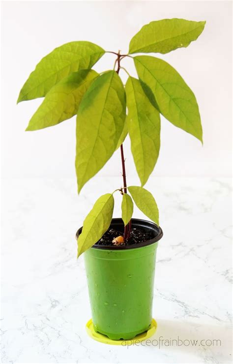 How To Grow Avocado From Seed 2 Easy Ways Avocado Plant From Seed