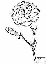 Carnation Coloring Flower Drawing Pages Awesome Printable Getcolorings Getdrawings sketch template