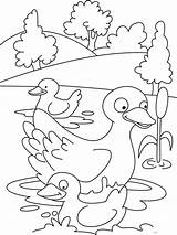 Coloring Pages Duck Printable Animals sketch template