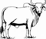 Toros Vacas sketch template