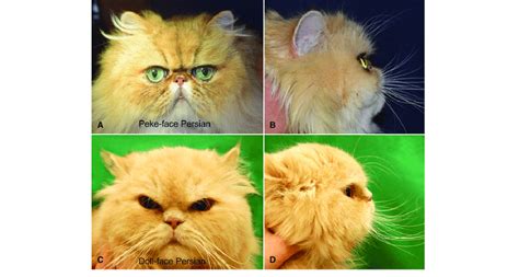 comparison  head phenotype   peke face  years  male