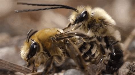 You Will Feel Unclean Watching This Video Of Bee Sex