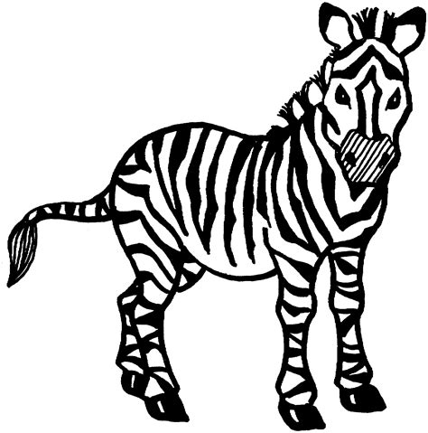 zebra coloring page   clipart  clipart