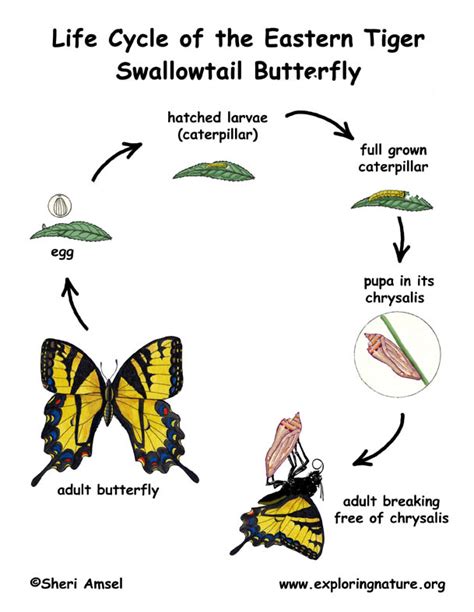 swallowtail butterfly life cycle