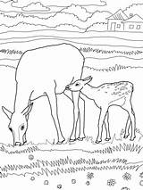 Elk Baby Coloring Mother Supercoloring Pages Color sketch template