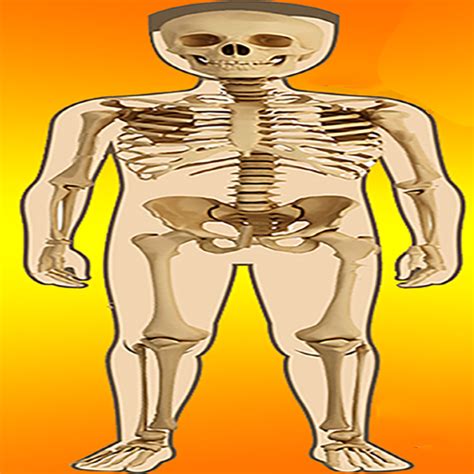 body parts internal