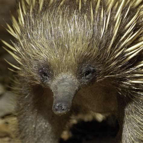 echidna booderee national park