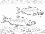 Salmon Coloring Kokanee Pages Realistic Drawing King Printable Fish Pacific Drawings Sheets Color Printables sketch template