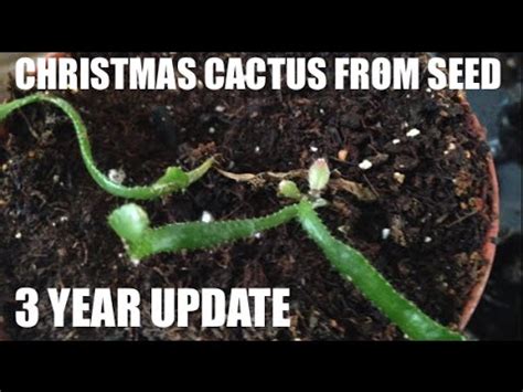 year update christmas cactus  seed youtube