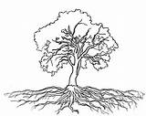 Tree Roots Coloring Oak Olive Massive Drawing Outline Logo Pages Trees Color Print Getcolorings Luna Getdrawings Drawings Size Printable Clip sketch template