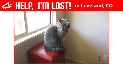 Lost Cat Loveland Colorado Iggy