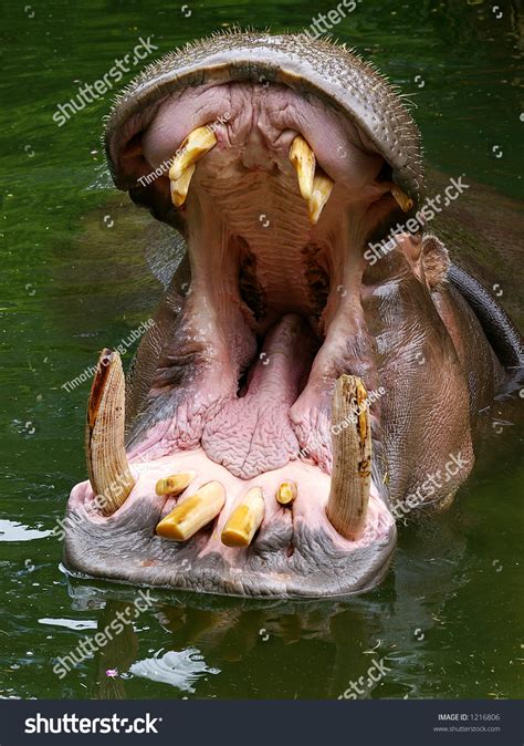 Hippo With Mouth Open Gay Suck Penis