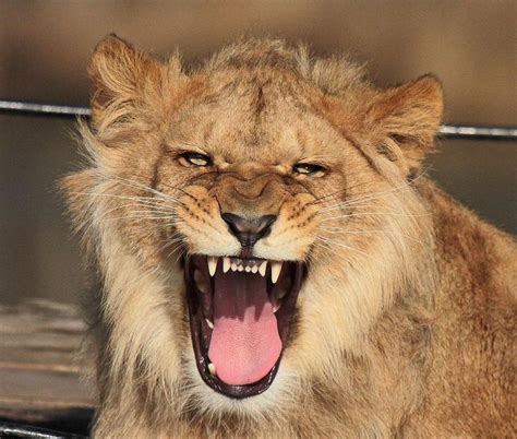 afrikaanse leeuw beekse bergen img zoo pictures cute animals animals