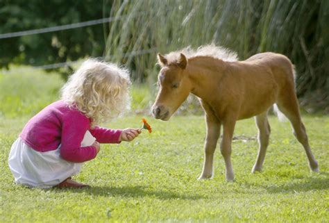 bluey  believed    worlds smallest horse   inches tall