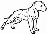 Pitbull Dogo Argentino Clipartmag sketch template