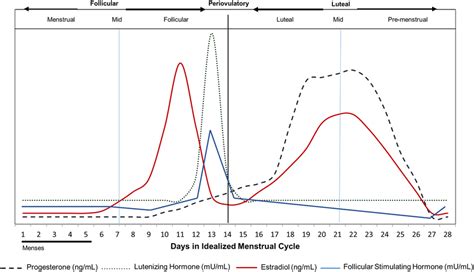 Hormone Levels According To Menstrual Cycle Phase