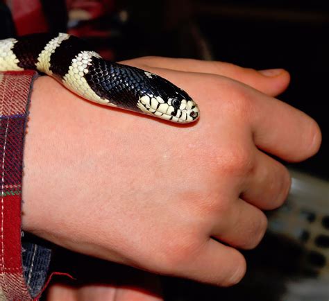 free images hand outdoor black and white cute leg pattern finger reptile scale arm