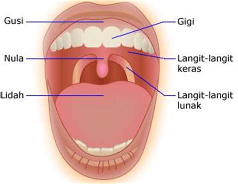 anatomi mulut  fungsinya apayangdimaksudcom