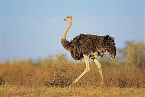 emu    ostrich   animal sake