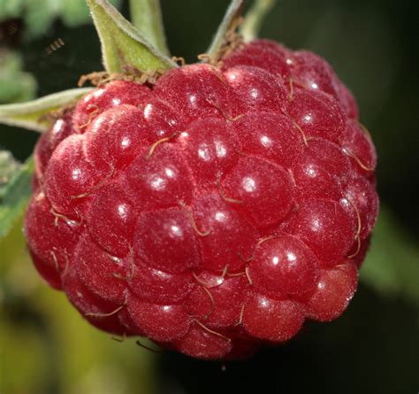 raspberry growing  harvest information growing vegetables