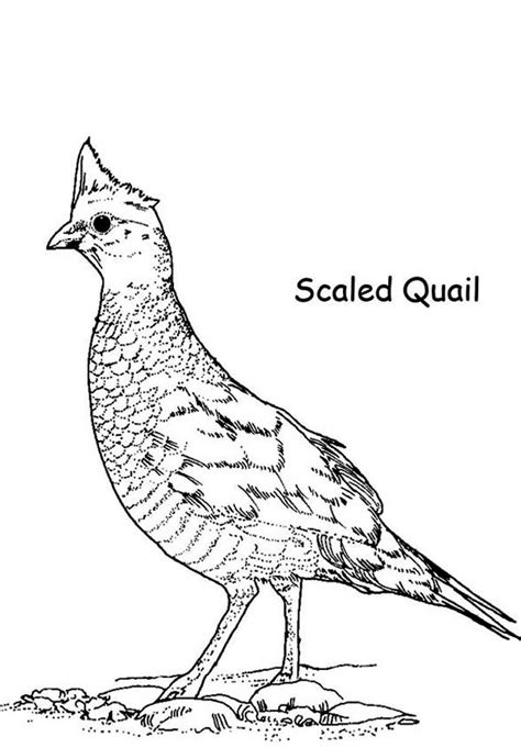 scaled quail coloring page color luna