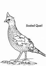 Quail Coloring Pages Scaled Color Preschool Drawing Printable Animals Luna Worksheets Kids Getdrawings California Colorluna sketch template