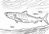 Tigerhai Shark Haie Ausmalen Sharks Malvorlage sketch template