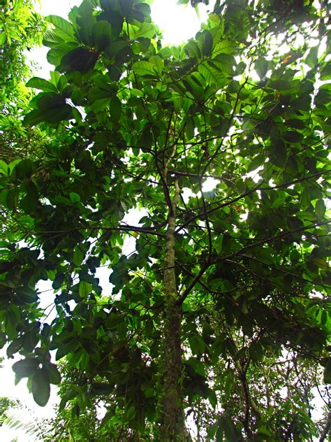 philippine tree   month anubing