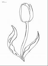 Coloring Tulip Pages Flower Printable Drawing Outline Spring Watering Kids Color Print Tulips Flowers Template Beautiful Step Dahlia Drawings Marble sketch template