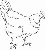 Hen Chicken Clipart Clip Coloring Line Animals Cliparts Transparent Sweetclipart Drawing Library Cute Clipground Beak Webstockreview Related sketch template