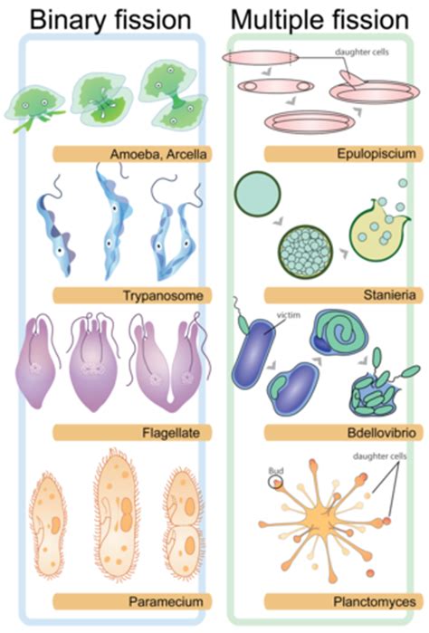 5 Types Of Asexual Reproduction In Plants Spesial 5
