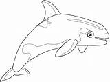 Beluga Coloring 1073 Animals Pages Printable Drawing Colorier Baleines Dessins Drawings Kb sketch template
