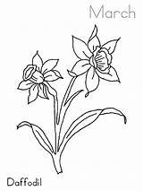 March Coloring Daffodil Flower Drawing Pages Netart Tattoo Narcissus Flowers Getdrawings Daffodils Color sketch template