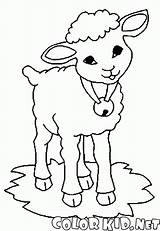 Ovejas Owce Kolorowanka Pecore Pecora Owca Schafe Glocke Cordero Goats Kolorowanki Campana Cabra Dzwonkiem Ruchu Moutons Kozy Ziegen Cabras Colorkid sketch template
