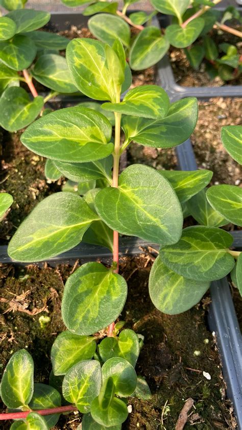 vinca vine major maculata