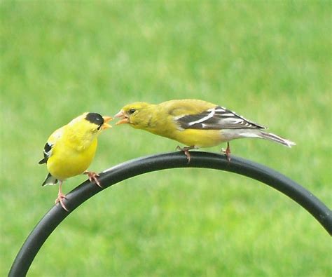 male american goldfinch feeding  female american goldfinch