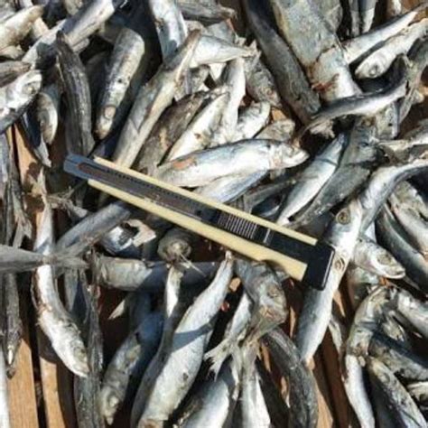 Ikan Asin Layang Rebus 250gr Ikan Layang Ikan Cue Ikan Pindang