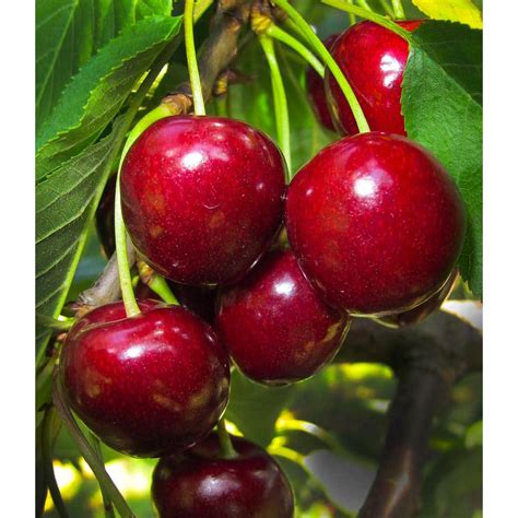 online orchards lapins cherry semi dwarf tree with abundant self