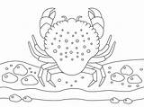 Caranguejo Crab Colorironline sketch template