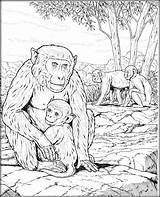 Coloring Primate Pages Primates Monkey Designlooter 32kb 1024px sketch template